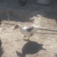 غاز محلی|حیوانات مزرعه|شراء, |دیوار