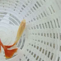 ماهی و بچه ماهی