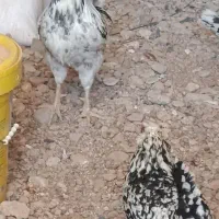 مرغ گلین|حیوانات مزرعه|شیراز, قلات|دیوار