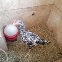خروس لاری جوان