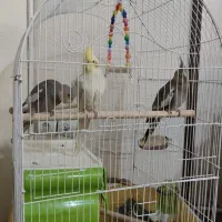 3 عدد عروس هلندی|پرنده|رباط‌کریم, مسکن مهر آبشناسان|دیوار