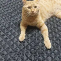 گربه|حیوانات|میاندوآب, |دیوار