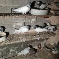 کفتر|پرنده|قلعه قاضی, |دیوار