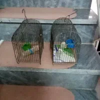 قفس|لوازم جانبی حیوانات|اراک, |دیوار