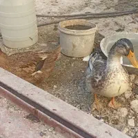 یک جفت اردک نر و ماده تخم گذار