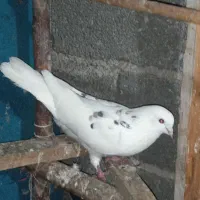 کبوتر پرشی