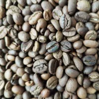 باریستا خانم