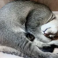 گربه اسکاتیش|گربه|اصفهان, شیخ اشراق|دیوار