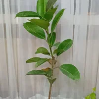 گل طبیعی|گل و گیاه طبیعی|بیرجند, |دیوار