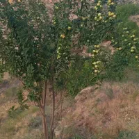 منزل مسکونی