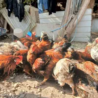 فروش مرغ وخروس گلپایگان|حیوانات مزرعه|پاکدشت, پاکدشت (مامازند)|دیوار