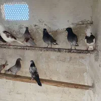 کفتر فروشی
