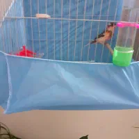 قناری رسمی بلندقرص معاوظه باامپلی ماشین