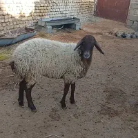 بره ماده داشتی