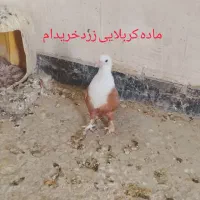 ماده کربلایی|حیوانات|زاهدان, |دیوار