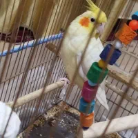 عروس هلندی|پرنده|باوی, |دیوار