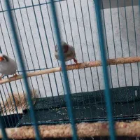 یک جفت فنچ مولد همراه ۳ جوجه|پرنده|بندرعباس, |دیوار