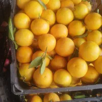 انارسیب هویج آبگیری قیمت عمده ارسال به سراسرتهران|خوردنی و آشامیدنی|تهران, میدان میوه و تره‌بار مرکزی|دیوار