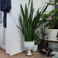 گل سانسوریا ارتفاع ۱۵۰ سانت|گل و گیاه طبیعی|اردبیل, |دیوار