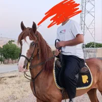 مادیان پرخون