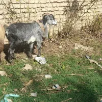 بز ماده‌|حیوانات مزرعه|تاتار علیا, |دیوار