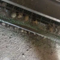 تخم بلدرچین نطفه دار|حیوانات مزرعه|زاهدان, |دیوار