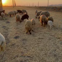 گوسفند ماده