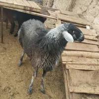 گوسفند تلخاب