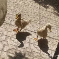 اردک جفت|حیوانات مزرعه|شیراز, اصلاح‌نژاد|دیوار