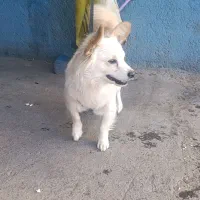 واگذاری|سگ|خمین, |دیوار