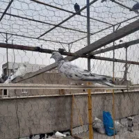 کبوتر سینه ای|پرنده|صائین قلعه, |دیوار