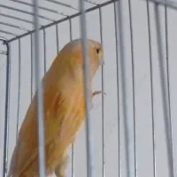 قناری|پرنده|تهران, مشیریه|دیوار