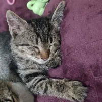 واگذاری رایگان