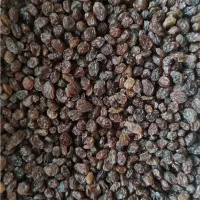 کشمش ملکان|خوردنی و آشامیدنی|تبریز, |دیوار