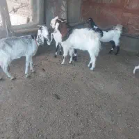 بز پاکستانی جوان