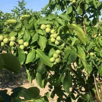 فروش نهال گردو چندلر پیوندی رویال نهال|خدمات باغبانی و درختکاری|میاندوآب, |دیوار