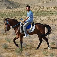 اسب‌اصیل‌یورقه‌۲ساله‌‌‌‌‌پسرتوفان‌قهرمان‌‌|اسب و تجهیزات اسب‌سواری|قوچان, |دیوار