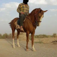 اسب ترکمن