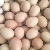 تخم مرغ بومی نطفه دار و بدون نطفه