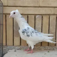کفتر