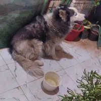 هاسکی گمشده