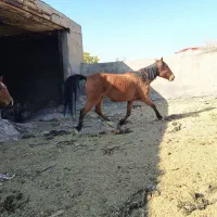 واگذاری اسب|اسب و تجهیزات اسبسواری|مرند, |دیوار