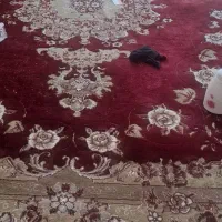 فرش ماشینی|فرش|شیراز, شاهچراغ|دیوار