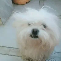 سگ پاکوتاه نژاد چینی سوپر فلت|سگ|سراوان, |دیوار