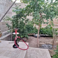 قلیون