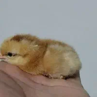 جوجه طاووس