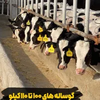 سمینتال خلوص بالا گوساله سبک وزن پرواری|حیوانات مزرعه|بندر ترکمن, |دیوار