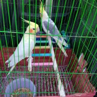 عروس هلندی|پرنده|آشخانه, |دیوار