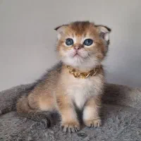 اسکاتیش فولد چشم سبز