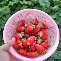 نشاء توت فرنگی